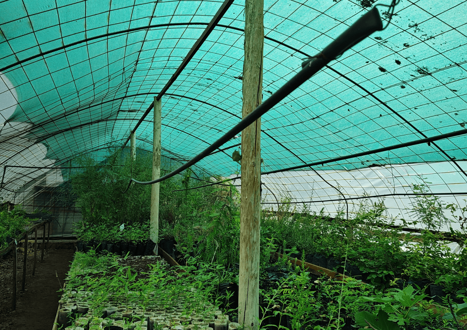 Plantines nativos del Vivero Forestal San Rafael en el Complejo Cerro Uritorco
